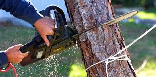 Best Tree and Shrub Care  in Hillcrest, CA