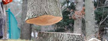 Best Tree Cabling and Bracing  in Hillcrest, CA