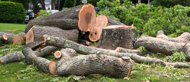 How Our Tree Care Process Works  in  Hillcrest, CA