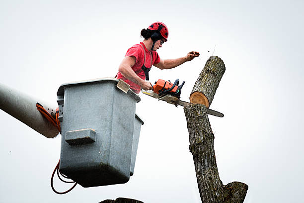 Professional Tree Care in Hillcrest, CA